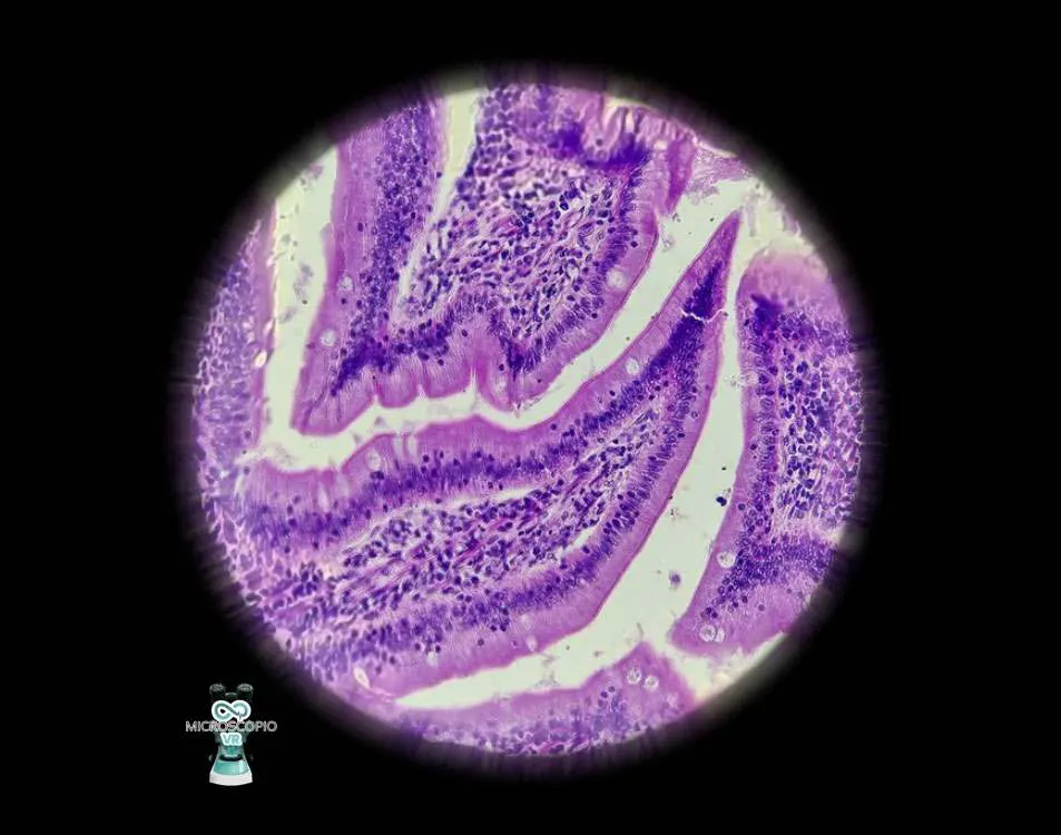 Microscopio Virtual